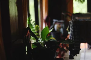 a plant in a pot. related to The Layered Approach to Biophilic Interior Design: How Natural Elements Improve Your Home Without Turning It Into a Jungle