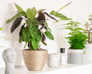 green plant in brown pot. related to Best Indoor Plants for Living Room Decor: Match Your Species to Your Space