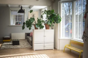 Sunny day on our lovely living room. related to Best Indoor Plants for Living Room Decor: Match Your Species to Your Space